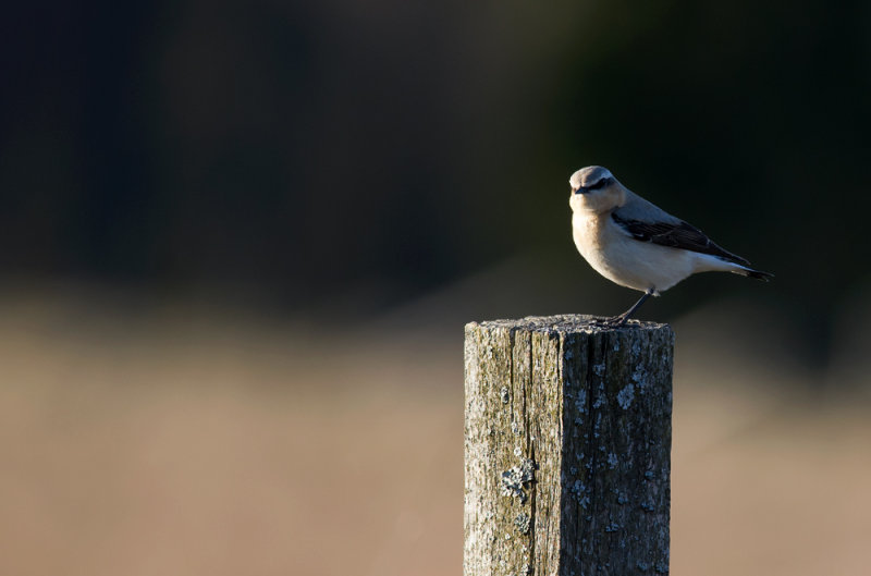 Wheatear  9626.jpg