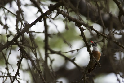 Amazilia Hummingbird  5604.jpg