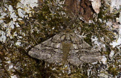 2221 Lycia hirtaria 3861.jpg