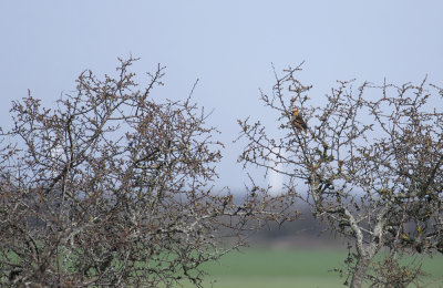 Hawfinch  3958.jpg