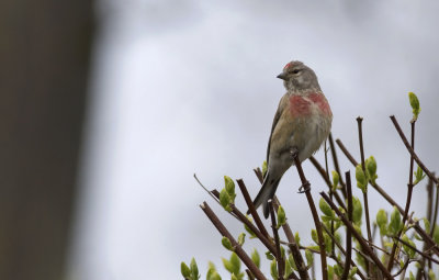 Linnet   3966.jpg