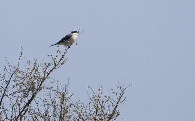 Lesser Grey Shrike   4024.jpg