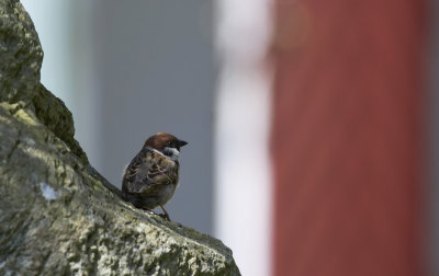 Tree Sparrow   4147.jpg