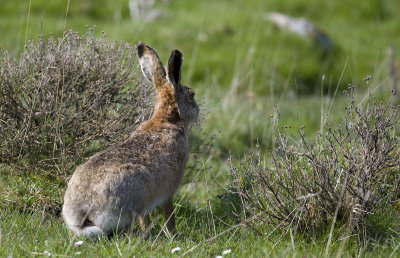 Lepus europaeus   4287.jpg