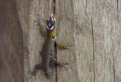 Gonatodes humeralis  9855.jpg