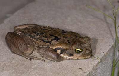 Rhinella marina  9872.jpg