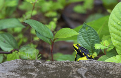 Ameerega trivittata  0147.jpg