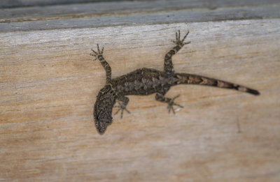 Gonatodes humeralis  0416.jpg