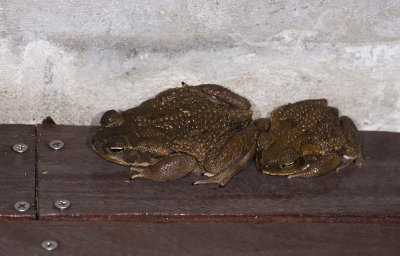 Rhinella marina  1061.jpg