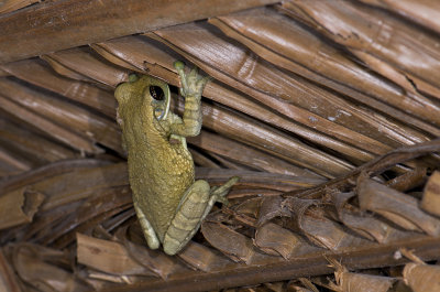 Phrynohyas venulosa  1072.jpg