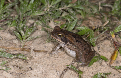 Rhinella marina  1077.jpg