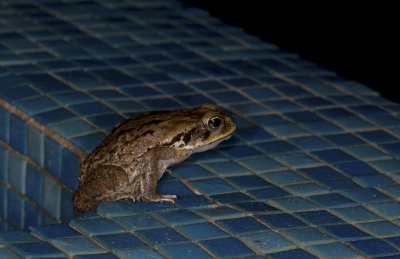 Rhinella marina  1157.jpg