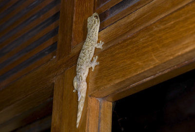 Thecadactylus solimoensis  2036.jpg