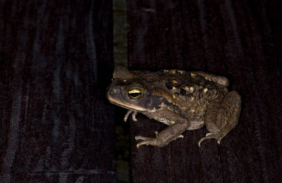 Rhinella marina  2070.jpg