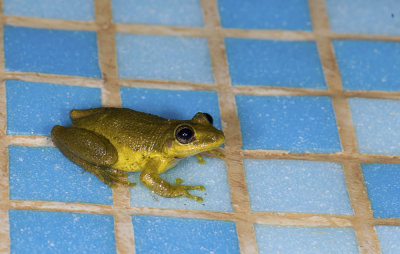 Scinax rubra  2083.jpg