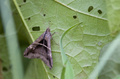 Moths of Northern Peru