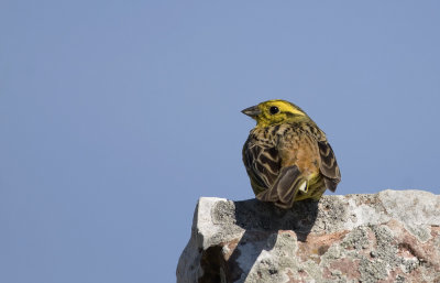 Yellowhammer