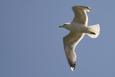 Herring Gull   5477.jpg