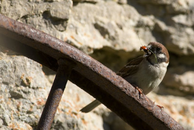 Tree Sparrow   5522.jpg