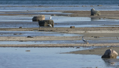 Pied Avocet   5599.jpg