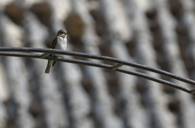 Spotted Flycatcher   5650-1.jpg