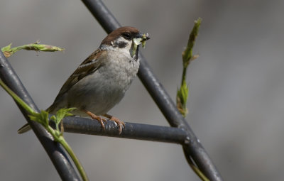 Tree Sparrow   5677.jpg