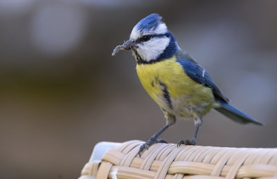 Blue Tit   5713.jpg