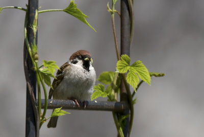 Tree Sparrow   5737.jpg