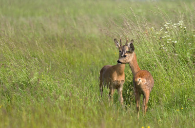 Capreolus capreolus   7715.jpg