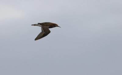 Ruff 7815.jpg