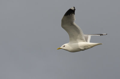 Common Gull   9173.jpg