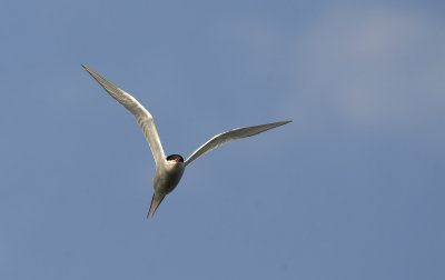Arctic Tern   0294.jpg