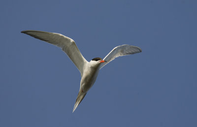 Common Tern   0323_1.jpg