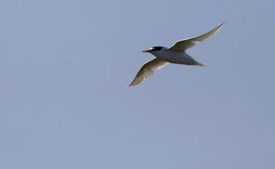 Little Tern   0339.jpg