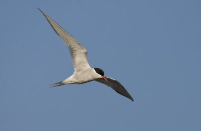 Arctic Tern   0432.jpg
