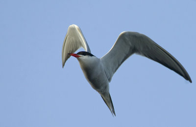 Common Tern   0464.jpg