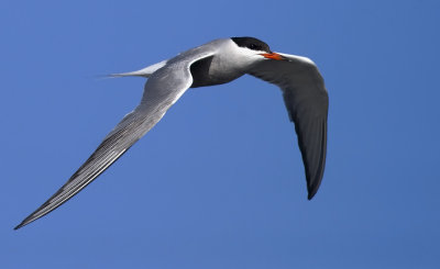 Common Tern   0736.jpg