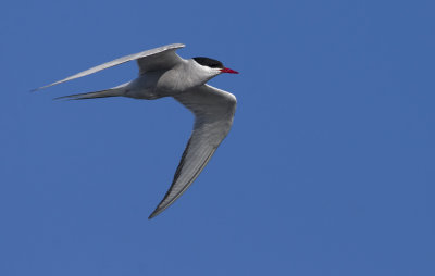 Arctic Tern   0779.jpg