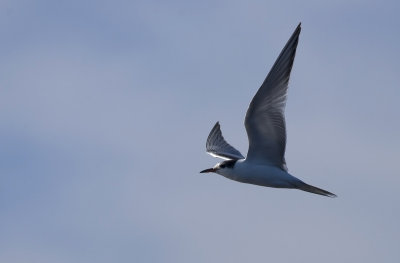 Common Tern   0816.jpg