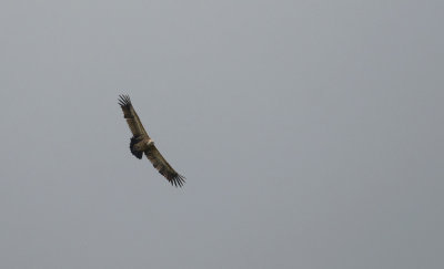 Griffon Vulture   1035.jpg