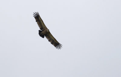 Griffon Vulture   1049.jpg