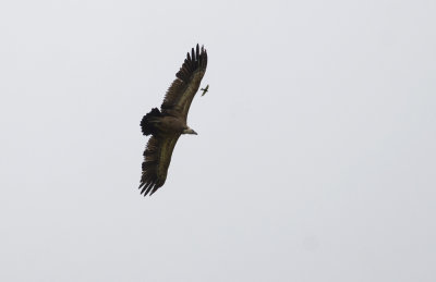 Griffon Vulture   1053.jpg