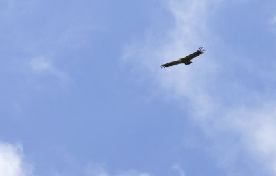 Griffon Vulture   1106.jpg