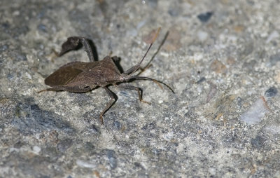 bug  3494.jpg