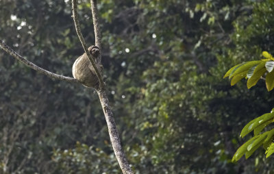 Brown-throated Three-toed Sloth  3791.jpg