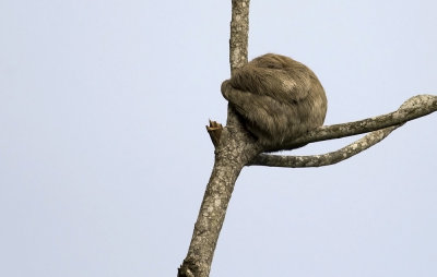 Brown-throated Three-toed Sloth  3862.jpg