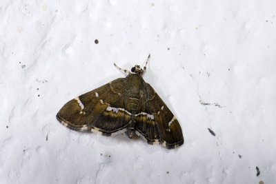 moth  4306.jpg