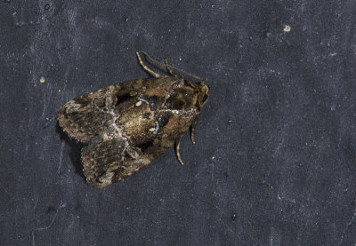 moth  4313.jpg