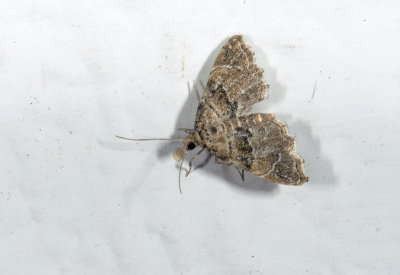 moth  4321.jpg