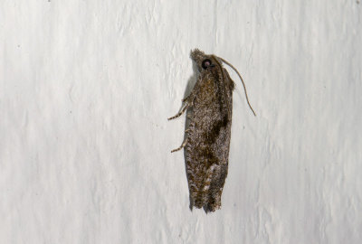 moth  4323.jpg